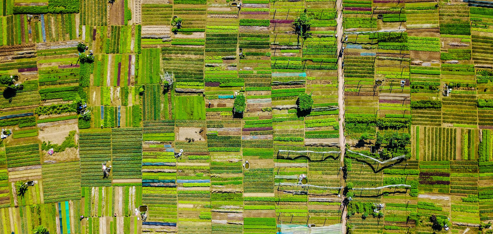 Bird eye view of a rice field in Southeast Asia
